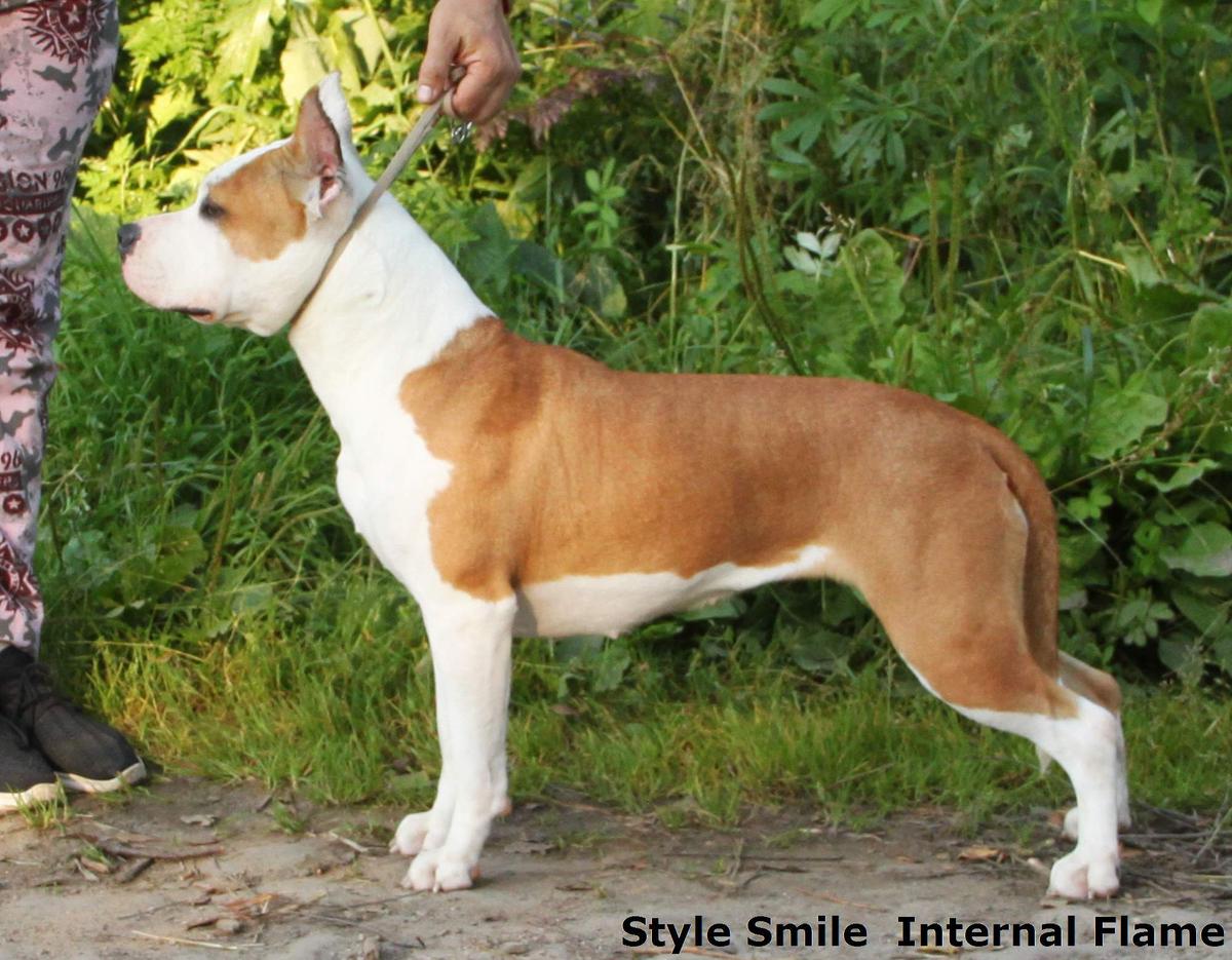 Style Smile Internal Flame | American Staffordshire Terrier 