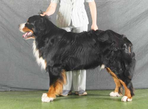 Christoff von Alpentraum | Bernese Mountain Dog 