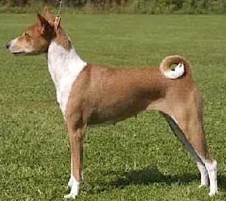 Zande Cheka | Basenji 