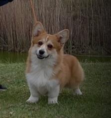 DARLING | Pembroke Welsh Corgi 