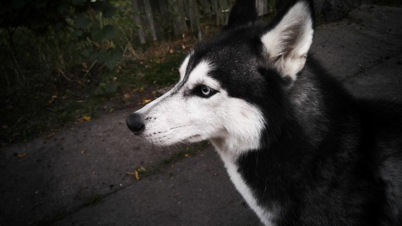 Harris' Phantom | Siberian Husky 