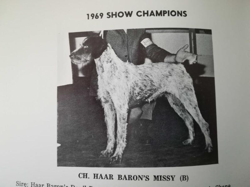 HAAR BARON'S MISSY | German Wirehaired Pointer 