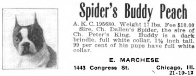 Spider's Buddy Peach 195680 | Boston Terrier 