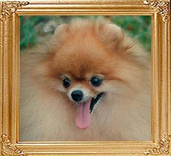 Hadleigh Love Me Tender | Pomeranian 