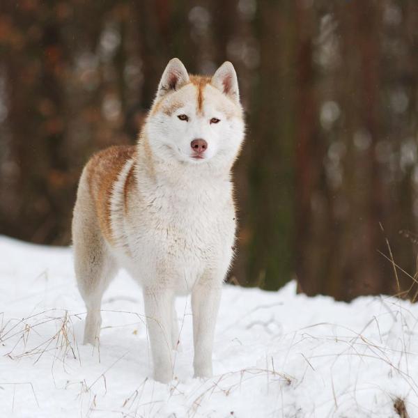 UNDER THE MOONLIGHT of Wolf Point | Siberian Husky 