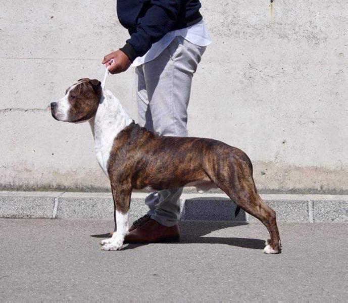 Génius ast no limit | American Staffordshire Terrier 