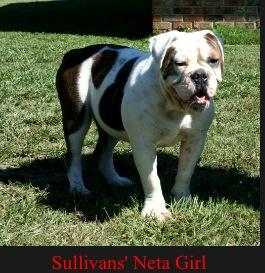 Sullivan's Nita Dee Darling | Olde English Bulldogge 