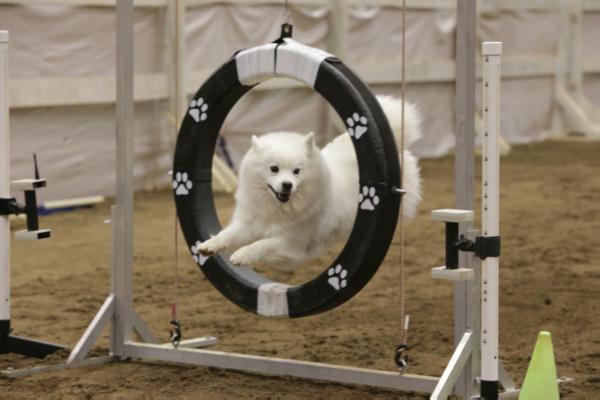 Thunderpas Lady Fiona Alanna | American Eskimo Dog 