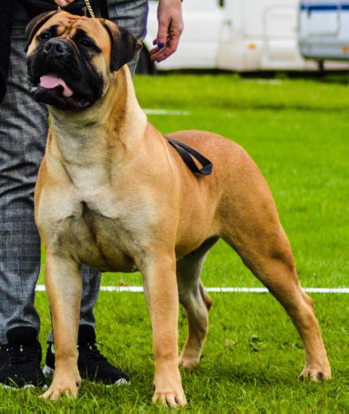 Darglebulls russian revolution of watercress | Bullmastiff 