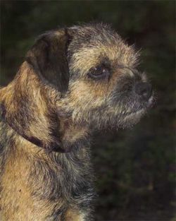Bever Lea Have A Go At It | Border Terrier 