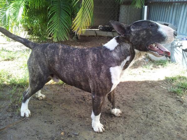 Aquiles Big Daddy | Bull Terrier 