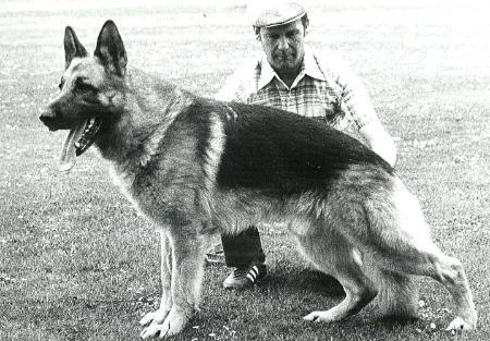 Quax vom Wildsteiger Land | German Shepherd Dog 