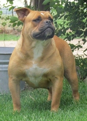 TBZ RedRum of P4P | Olde English Bulldogge 