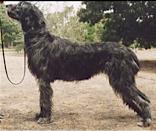 Tirowen Dark Rosaleen | Irish Wolfhound 