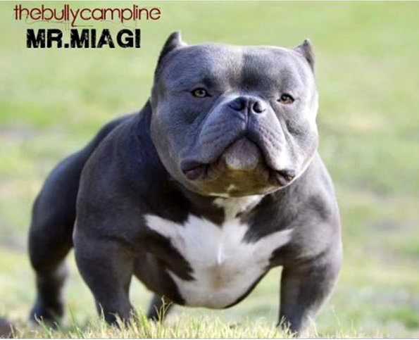 THEBULLYCAMPLINE MR. MIAGI | American Pit Bull Terrier 