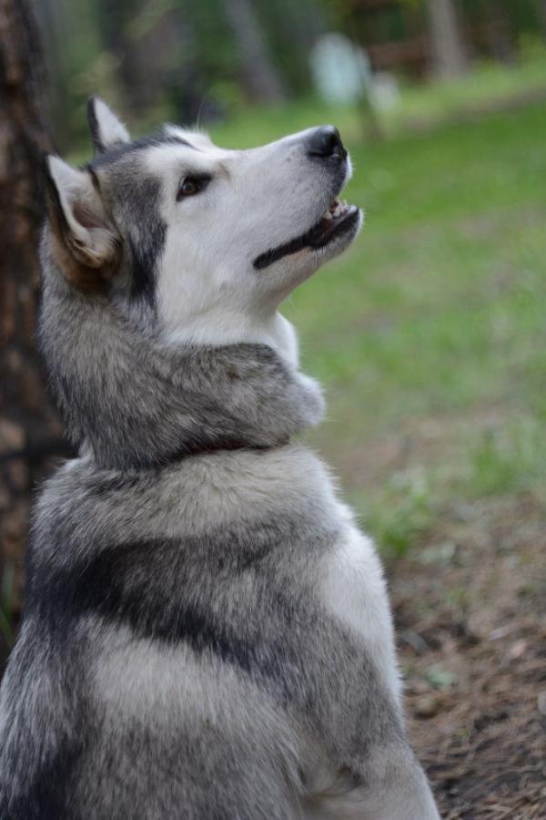 Almaz iz Berezovogo Kraya Atka | Alaskan Malamute 