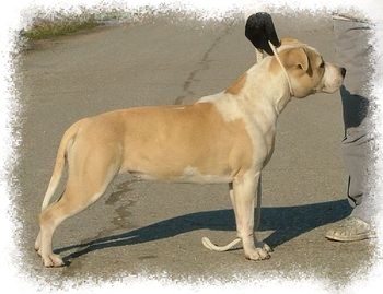 Charka is the King of the Moon | American Staffordshire Terrier 