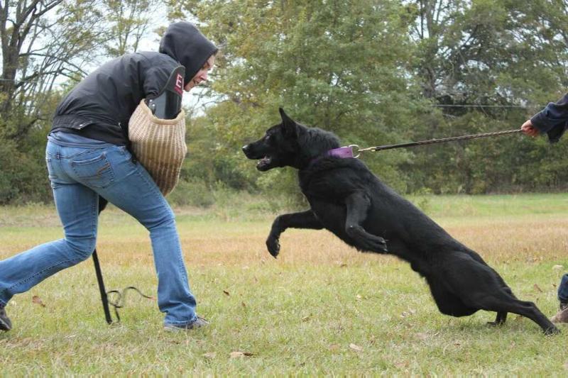 Kaiser Vom Kolossal Haus | German Shepherd Dog 