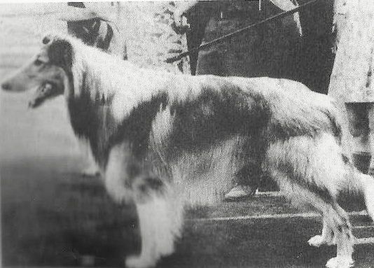 DZHEYER | Rough Collie 
