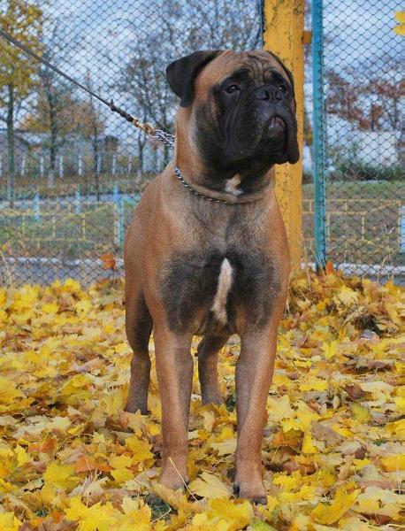 Gran Pri Zolotaya Fortuna | Bullmastiff 