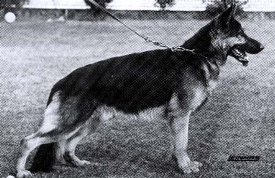 Arek von der Hattsteinburg | German Shepherd Dog 