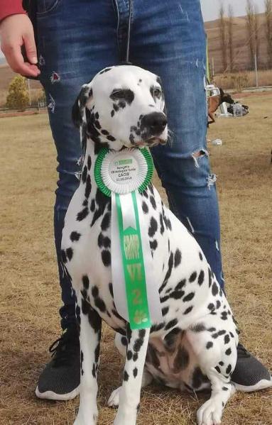 Unique Spots Dana Is A Black Rose | Dalmatian 