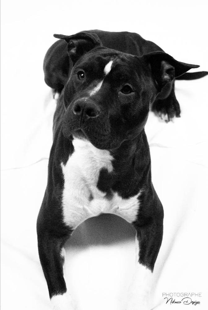 NICE BLACK OF FIRST STORY | American Staffordshire Terrier 