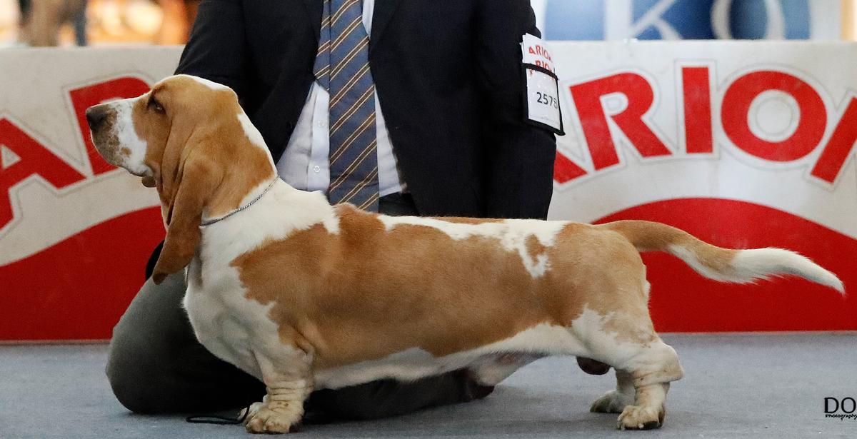 Morning Dew Sweepers Benvolio Montesco | Basset Hound 