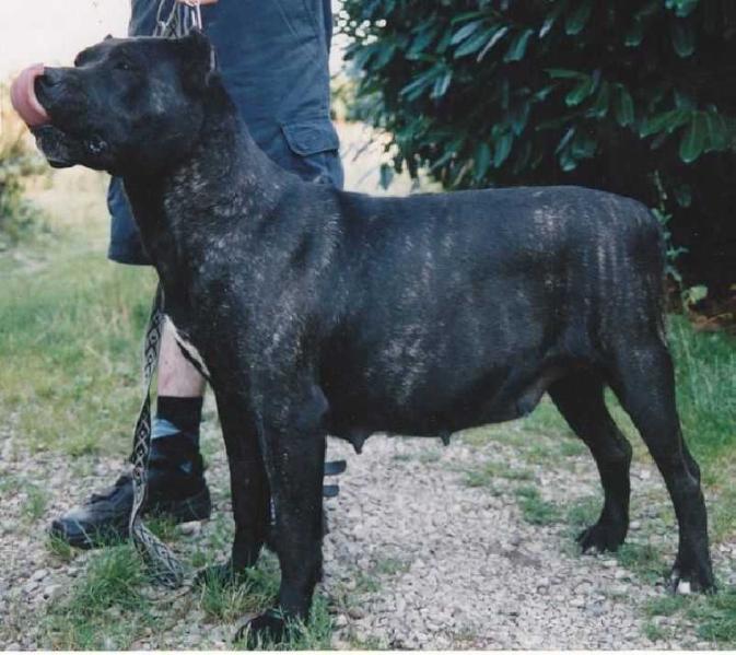 Renata de Casa del Presa | Perro de Presa Canario 