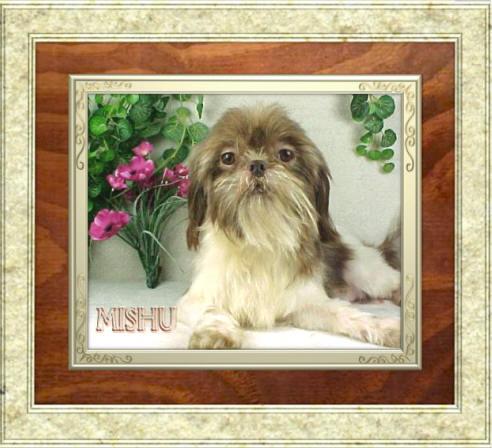 Mishu's Miss Cocoa Chenille | Shih Tzu 