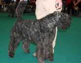 AMBER-DANA V.D. VANENBLIKHOEVE | Bouvier des Flandres 