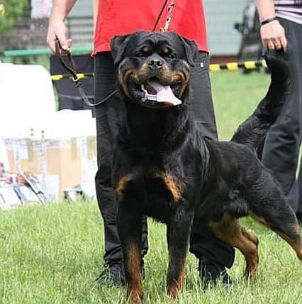 BAD BOY Lewirot | Rottweiler 