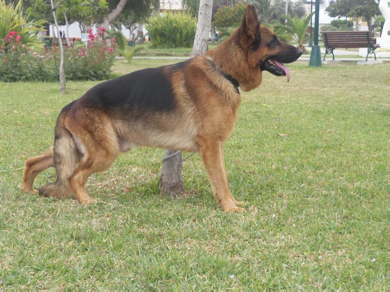 Daax Von Starken Herz | German Shepherd Dog 