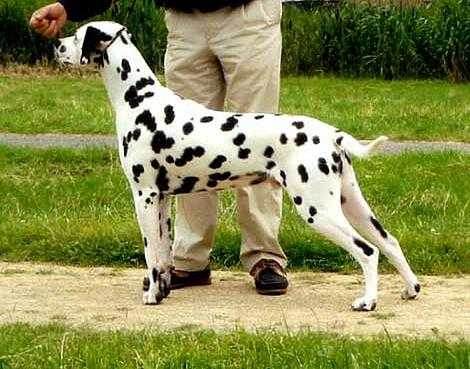 Starlong Silver Shadow | Dalmatian 