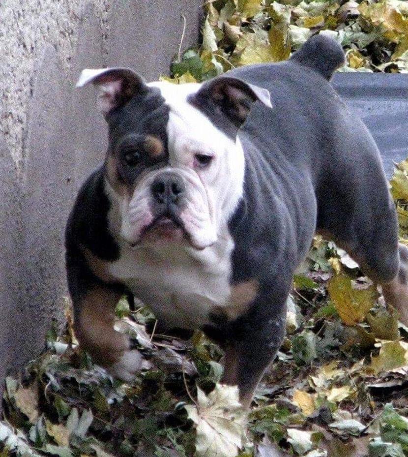 McMillan's  Khalissi | Olde English Bulldogge 