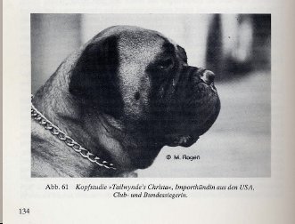 Tailwynde's Christa | Bullmastiff 