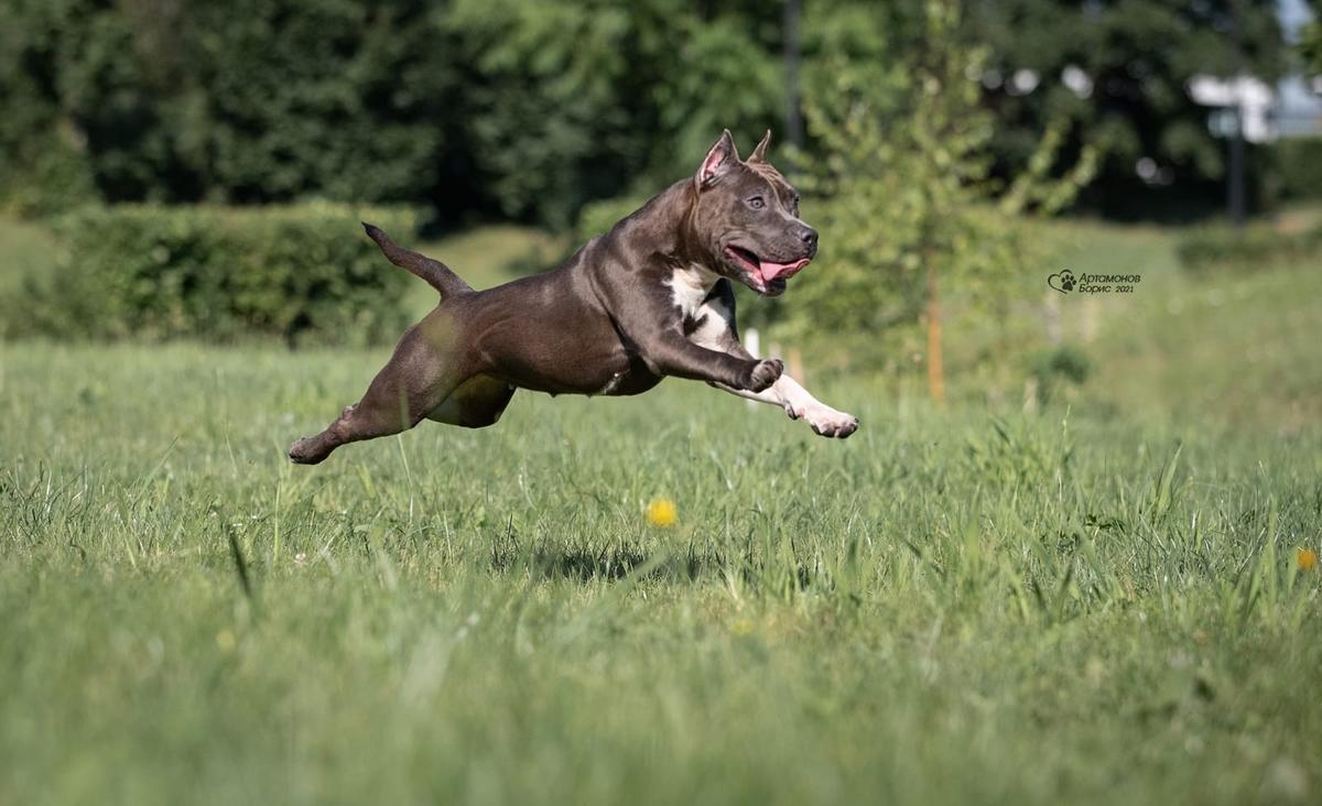 Legend revival Shangri-la aka Greta | American Staffordshire Terrier 