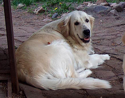 Ilva Golden Lady | Golden Retriever 