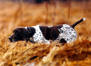 Ariel ks vom hege-Haus | German Shorthaired Pointer 