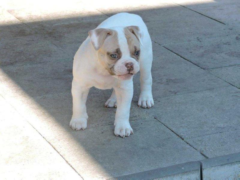 THUNDERBOLT BULLS Vagabound Chloé | American Bulldog 