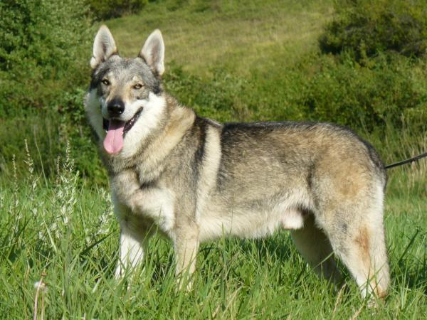 Drink Džin z Vlcí chaloupky | Czechoslovakian Wolfdog 