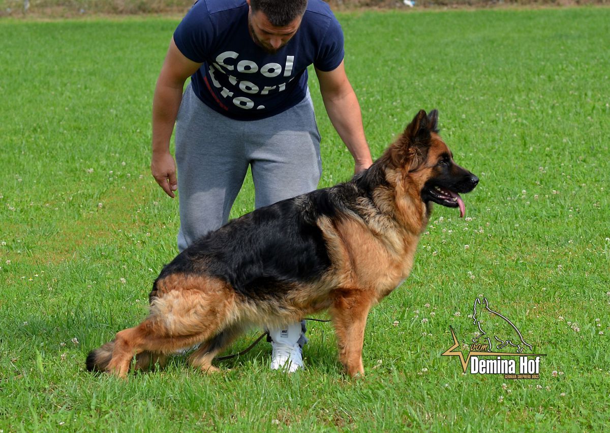 Melody vom Demina Hof | German Shepherd Dog 