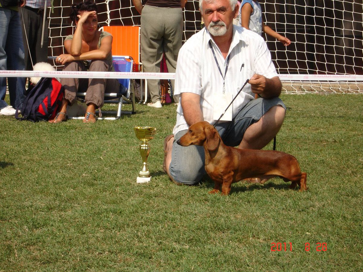 ROCKY BALBOA OD BELJINA | Dachshund 