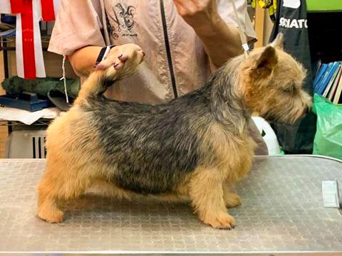 Phoenix's Dream Dancing Queen | Norwich Terrier 