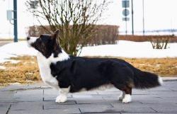 Keksband Midnight Rider | Cardigan Welsh Corgi 