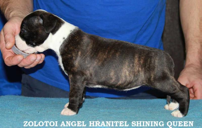 ZOLOTOI ANGEL HRANITEL SHINING QUEEN | American Staffordshire Terrier 