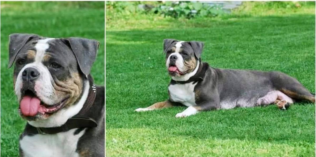 Ultimate Bulls Kennel Penny | Olde English Bulldogge 