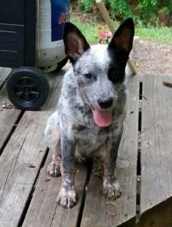 LexiXDusty(Witten) | Australian Cattle Dog 