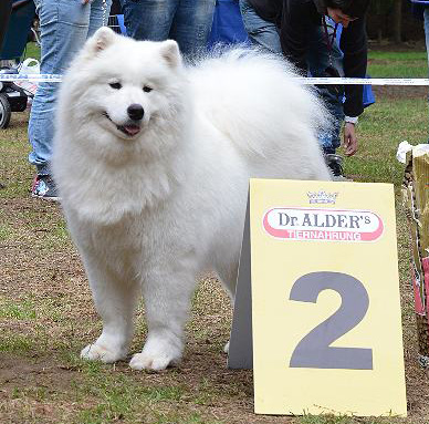 Love Story Iz Moskovskoy Metely | Samoyed 