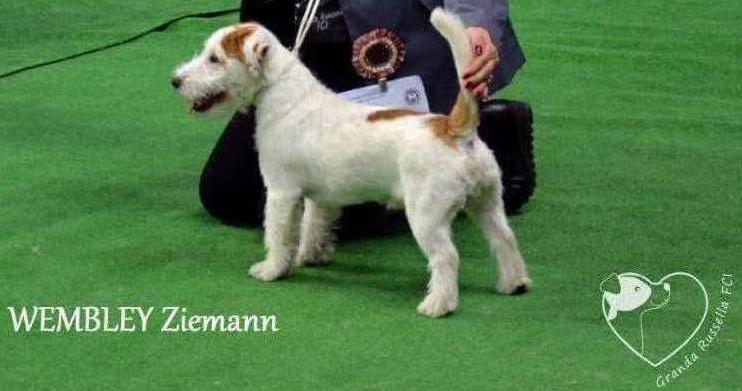 WEMBLEY Ziemann | Jack Russell Terrier 